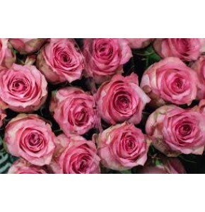 ΤΡΙΑΝΤΑΦΥΛΛΑ ΡΟΖ ΣΚΟΥΡΑ 60εκ. ROSEN PINK SHADOW 60cm